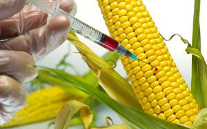 Nhật Bản cho phép thực phẩm biến đổi gen bằng phương pháp tân tiến lưu thông trên thị trường