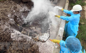 Xử phạt chủ tài khoản facebook đăng tin sai sự thật về lợn dịch bệnh 10 triệu đồng