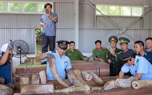 Khẩn trương điều tra mở rộng vụ án vận chuyển ngà voi từ nước ngoài vào Việt Nam