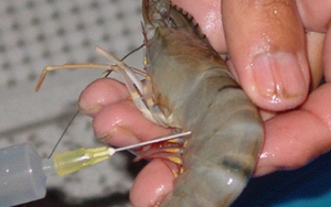 Hà Nội: xử lý hành vi bơm tạp chất vào tôm rồi tiêu thụ