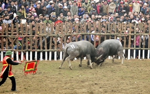 Hội chọi trâu Hải Lựu (Vĩnh Phúc): UBND huyện Sông Lô chỉ 'nặng' về tiền
