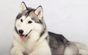 Quy định về việc nuôi chó ở Việt Nam và một số quốc gia