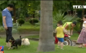 Có thể xử lý hình sự chủ nuôi để chó thả rông cắn chết người