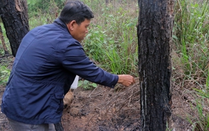 Khẩn trương điều tra làm rõ vụ hàng ngàn cây thông ở Lâm Đồng bị hạ độc