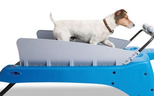 Hàn Quốc phát triển đồ chơi công nghệ cho... thú cưng