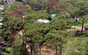 Đà Lạt xử lý nhiều công trình xây dựng trái phép, hạ độc thông cổ thụ và lấn chiếm đất rừng