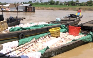 Khẩn trương xử lý và xác định nguyên nhân tình trạng cá chết trên sông La Ngà-Đồng Nai