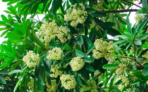 Chào tuần mới: Lắng nghe hoa sữa, nghe 'mẹ thiên nhiên'