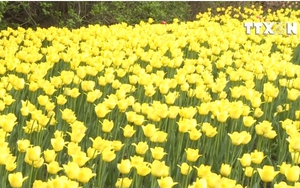 VIDEO: Lễ hội hoa Tulip lớn nhất thế giới