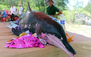 Xác cá Ông nặng hơn 15 tấn dạt vào vùng biển Mũi Né, Bình Thuận