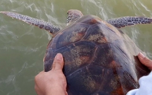 Chào tuần mới: Không tham của thiên nhiên