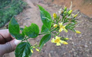 Cứu sống nạn nhân ngộ độc lá ngón ở Nghệ An