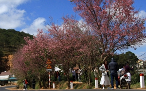 Lâm Đồng: Trồng 1.000 cây mai anh đào trên núi Lang Biang