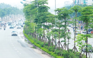 Cây xanh nào cho Hà Nội?