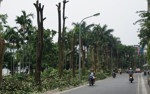 Hà Nội: Trồng hoa sữa ở bãi rác Nam Sơn không có hiệu quả ngăn mùi