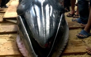 Chôn cất một cá Voi chết tại khu vực vịnh Vĩnh Hy, Ninh Thuận