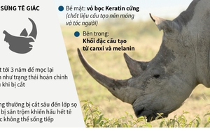 3/5 loài tê giác bị đe dọa tuyệt chủng ở mức cực kỳ nguy cấp