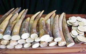 VKSND Hà Nội kháng nghị việc áp dụng án treo trong vụ án mua bán 17 kg ngà voi