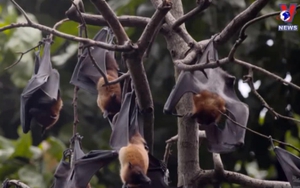 Cảnh báo bùng phát virus Nipah gây chết người tại Đông Nam Á