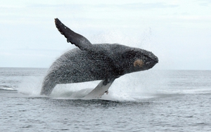 Canada: Người đầu tiên bị phạt vì đến gần cá voi