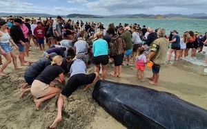 Hơn 1.000 người tham gia giải cứu đàn cá voi mắc cạn trên bờ biển New Zealand