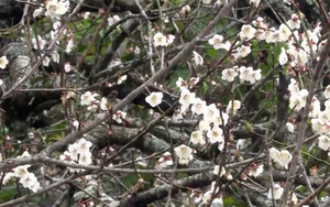 Hoa mơ khoe sắc, nở trắng trên cao nguyên Mộc Châu