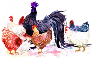 Chữ và nghĩa: Gà lọt giậu, chó sáu bát