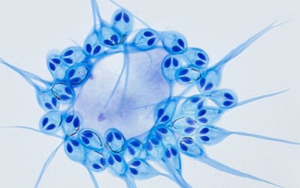 Phát hiện loài động vật đầu tiên trên thế giới không thở khí oxy