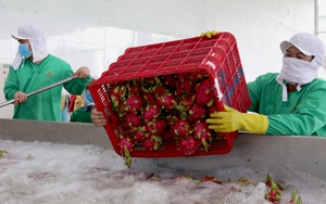 Dịch COVID-19: Chia sẻ kinh nghiệm kinh doanh chế biến và tiêu thụ nông sản