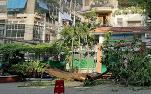 Cây phượng to trong sân trường bật gốc đổ vào nhiều học sinh đang xếp hàng vào lớp