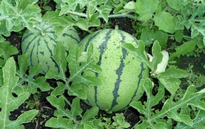 Chữ và nghĩa: 'Định danh' quả dưa trong Tiếng Việt