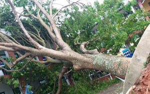 Bắc Giang: Sở GD&ĐT chỉ đạo kiểm tra hệ thống điện và cây xanh trong trường học