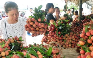 Bắc Giang: Đề xuất Bộ Công Thương đồng chủ trì hội nghị trực tuyến xúc tiến tiêu thụ vải thiều
