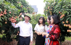 Bắc Giang: Quảng bá trực tuyến nông sản sang thị trường Singapore