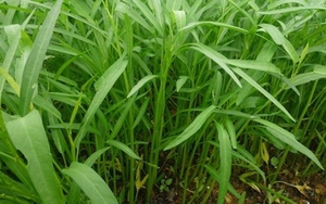 Chữ và nghĩa: 'Cần ăn xuống, muống ăn lên'