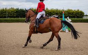 Truyện cười: Huyến luyện viên đa tài