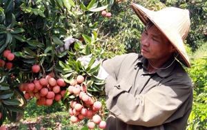 Vải thiều Bắc Giang tiêu thụ thuận lợi, giá bán cao