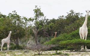 Phát hiện hươu cao cổ lông trắng quý hiếm ở Kenya