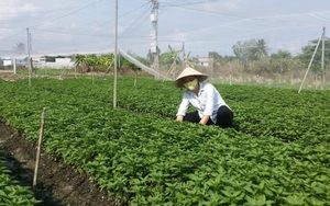 Hà Nội sẽ mở rộng thêm từ 3.000 - 4.000 ha sản xuất rau an toàn