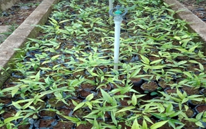 Thanh Hóa: Nhân giống thành công 7.600 cây rau Sắng quý