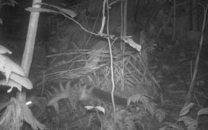 Thanh Hóa: Phát hiện 14 Gấu Ngựa và 69 Cầy Vằn Bắc quý hiếm tại Khu bảo tồn thiên nhiên Pù Luông