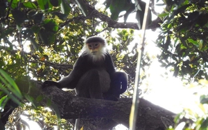 Phát hiện 'kho tàng' đa dạng sinh học ở Kon Plông