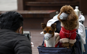 Nhật Bản phát hiện trường hợp thú nuôi trong nhà đầu tiên dương tính với virus SARS-COV-2