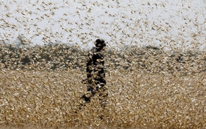 Nạn châu chấu hoành hành tại khu vực miền Nam Trung Quốc