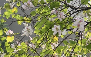 Ngắm 'bức tranh Xuân' Hà Nội khi cây cối đâm chồi nảy lộc