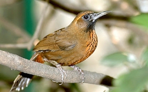 Mỹ bắt giữ đối tượng chuyển lậu chim họa mi