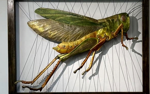 Hơn 100 lượt đấu 'Châu chấu' của Tạ Huy Long