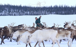 Cuộc sống du mục của trẻ em dân tộc Nenets vùng cực bắc Nga