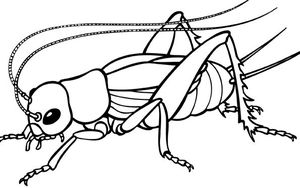 Tản văn cuối tuần: Ngày Hè nhớ dế chọi