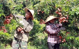 Vượt khó dịch Covid-19, Bắc Giang thu hơn 6.800 tỷ đồng từ vải thiều